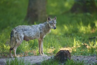 An adult wolf stands in the dense forest and looks attentively ahead, Wolf (Canis Lupus), Germany