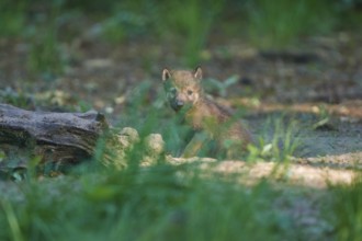 A wolf pup stands in the green forest and looks curiously at the camera, Wolf (Canis Lupus),