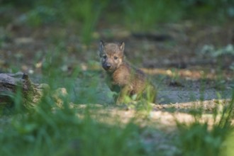 Wolf pup in the green forest, sunlit and alert, Wolf (Canis Lupus), Germany