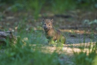 Young wolf sitting in the sunlit forest, surrounded by nature, Wolf (Canis Lupus), Germany