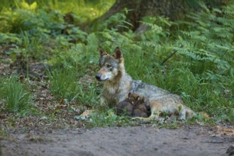 A wolf guarding its pups sleeping under a tree in the forest, peaceful atmosphere, Wolf (Canis
