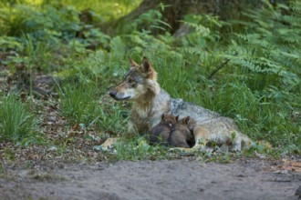 A wolf lies in the grass with sleeping pups, surrounded by lush forest vegetation, Wolf (Canis
