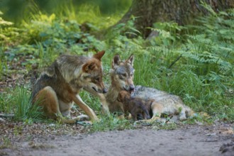 Two wolves with their pups in the forest, showing affection to each other, surrounded by greenery,