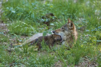 A she-wolf lies with her pup in the grass, surrounded by forest and green vegetation, Wolf (Canis