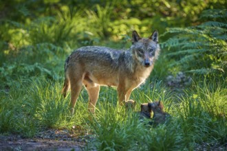 An upright wolf in a green forest with playing puppies, warm light on the fur, Wolf (Canis Lupus),