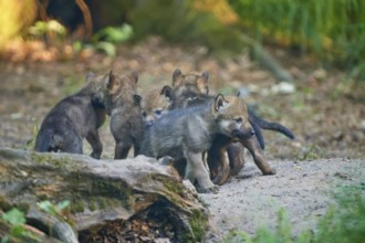 A group of wolf pups in the forest, surrounded by green foliage and tree trunks, natural