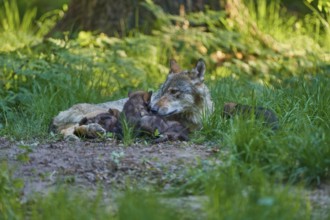 A she-wolf lies in the forest together with her resting pups in the grass, Wolf (Canis Lupos),