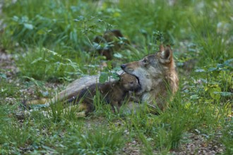 An adult wolf lying in the meadow with a puppy, a calm and caring scene, Wolf (Canis Lupus),