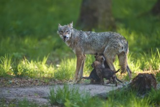 An aggressive she-wolf nursing her pups and showing her teeth threateningly in the forest, Wolf