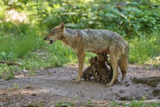 A she-wolf feeds her pups in the middle of a forest scene, Wolf (Canis Lupus), Germany