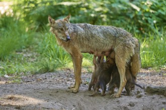 A protective she-wolf stands over her pups in the forest, Wolf (Canis Lupus), Germany