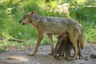 A she-wolf with a protective pose next to her sucking pups, Wolf (Canis Lupus), Germany