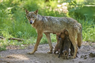 A she-wolf looks after her hungry pups in the forest, Wolf (Canis Lupus), Germany