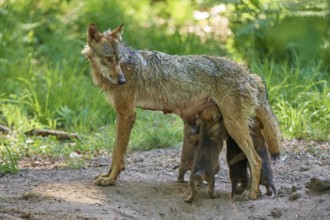 A she-wolf caring for her nursing pups in the forest, Wolf (Canis Lupus), Germany