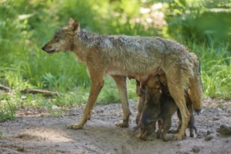 Protective she-wolf feeding her pups in the green forest, Wolf (Canis Lupus), Germany