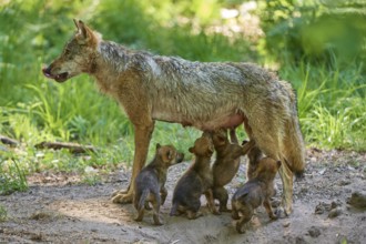 A caring she-wolf nursing her pups in the forest, Wolf (Canis Lupus), Germany
