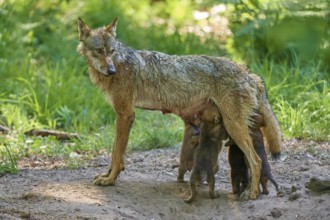 She-wolf watching her puppies while they drink, Wolf (Canis Lupus), Germany
