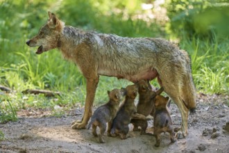 A she-wolf feeds her pups in the shelter of the forest, Wolf (Canis Lupus), Germany