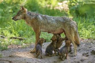 A she-wolf nursing her hungry pups in the forest, Wolf (Canis Lupus), Germany