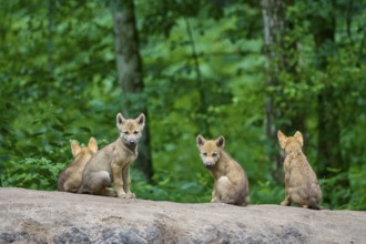 Four wolf pups sitting and looking curiously around in the forest, Wolf (Canis Lupus), Germany