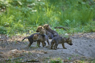 Wolf pups playing in the green forest and discovering the surroundings, Wolf (Canis Lupus), Germany