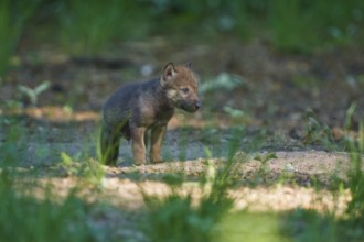 Single young wolf in the forest with soft light, Wolf (Canis Lupus), Germany