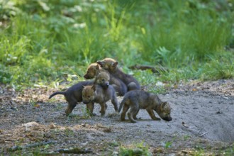 Group of wolf pups exploring their green forest, Wolf (Canis Lupus), Germany