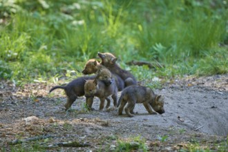 Playful wolf pups in the forest, surrounded by green foliage, Wolf (Canis Lupus), Germany