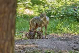 She-wolf and her cubs in the forest, surrounded by nature, peaceful depiction, Wolf (Canis Lupus),