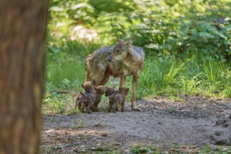 She-wolf with her puppies in the green forest. Natural surroundings and peaceful atmosphere, wolf