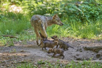 Young puppies curiously following a leading female wolf in the forest, Wolf (Canis Lupus), Germany