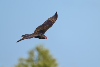 A vulture flies with outstretched wings over a blurred landscape, Turkey Vulture (Cathartes aura),