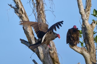 A vulture sits on a tree while another raises its wings, Turkey Vulture (Cathartes aura), Flamingo,