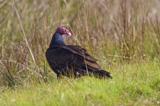 A vulture with a red head sits in the grass and looks to the side, Turkey Vulture (Cathartes aura),
