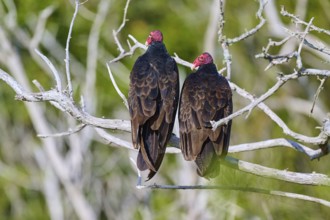 Two vultures with red heads sitting side by side on bare branches in the wild, Turkey Vulture
