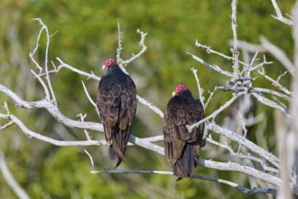 Two vultures sitting on branches in front of a green natural background, Turkey Vulture (Cathartes