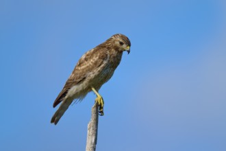 A bird of prey on a branch, concentrated and surrounded by blue sky, Red-shouldered Hawk (Buteo