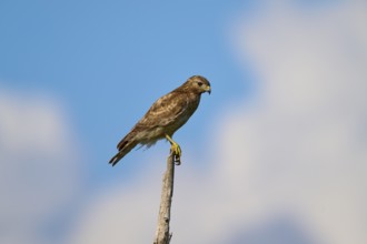 A bird of prey sits attentively on a branch, surrounded by blue sky and few clouds, Red-shouldered