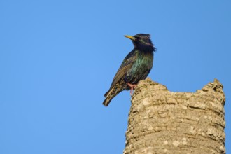A starling sits attentively on a tree stump, surrounded by blue sky, Starling (sturnus vulgaris),