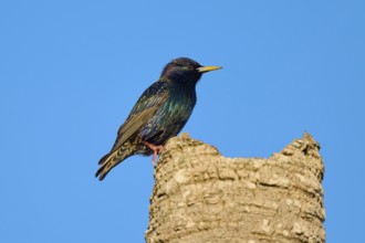 A clearly visible starling sitting on a tree stump against a blue sky, Starling (sturnus vulgaris),