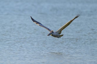 A pelican flies just above the surface of the sea with outstretched wings, Brown Pelican,