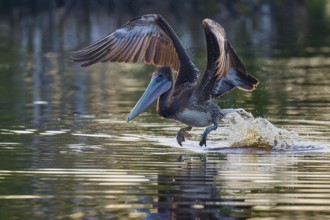 A pelican pulls its wings upwards as it flies just above the water surface, Brown Pelican,