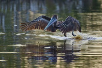 A pelican lands on the water and creates a splashing motion with outstretched wings, Brown Pelican,