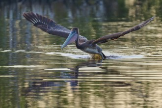 A pelican sails gently over the water surface with outstretched wings, Brown Pelican, (Pelecanus