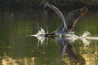 A pelican spreads its wings and takes off from the water surface with splashes, Brown Pelican,