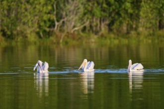 Three pelicans swimming calmly on a green lake, surrounded by nature, White Pelican (Pelecanus