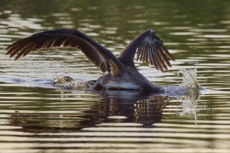 Pelican swimming with wings spread backwards, Brown Pelican, (Pelecanus occidentalis), Everglades