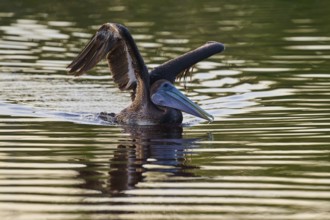 A pelican spreads its wings on the water surface, Brown Pelican, (Pelecanus occidentalis),