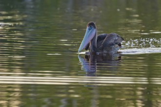 A pelican swimming with its head leaning back in the water, Brown Pelican, (Pelecanus