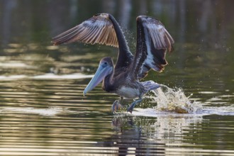 Pelican lifts majestically from the water with splashing water, Brown Pelican, (Pelecanus